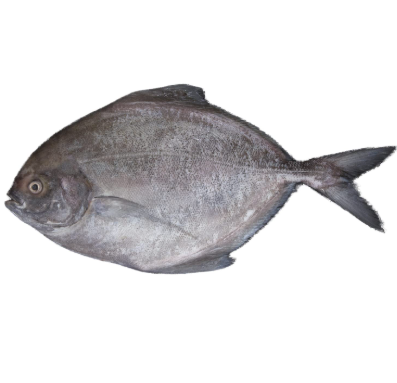 Black Pomfret