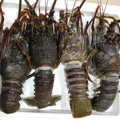 Rock Lobster