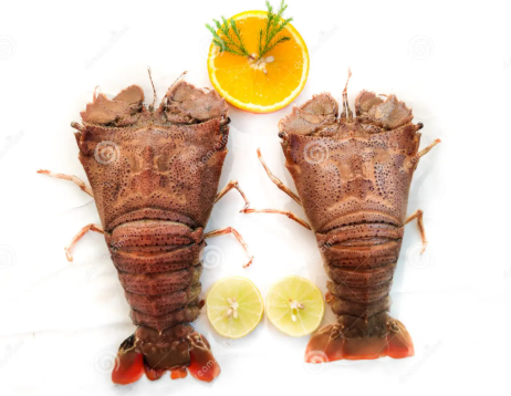 Sand Lobster