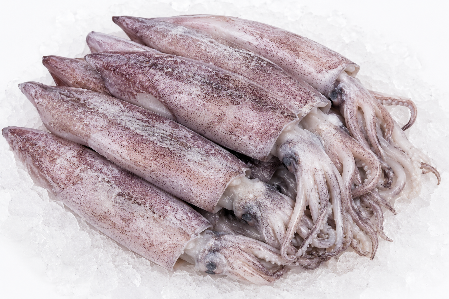 Squid (Whole)